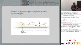 Nanomechanics of adherent cells Richard Chadwick Part 1 [upl. by Aimak]