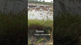 Heronplease subscribe herons indian [upl. by Schoening45]