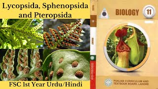 Lycopsida  Sphenopsida and Pteropsida FSC 1st Year Lycopsida  Sphenopsida Pteropsida UrduHindi [upl. by Atival]