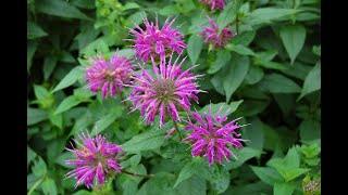 Deadheading Bee Balm [upl. by Delphina]