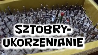 Sztobry winorośli ukorzenianie 09 [upl. by Asseniv]