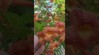 BEAUTIFUL TECOMA FLOWERSyoutubeshorts viral organicgarden [upl. by Akimas]