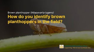 How to Identify the Brown Planthopper [upl. by Duncan]