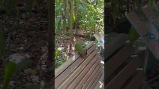 Taronga Zoo  Green Winged Dove ￼ [upl. by Farmann]