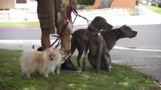 Cesar 911 Episode 5 Exclusive Walking a Pack of Dogs [upl. by Helmut]