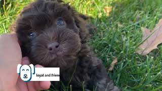 Shih Poo Puppies [upl. by Hgielyk]