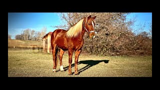 BreakawaySortingTrail Riding Sorrel Quarter Horse Gelding For Sale [upl. by Giglio]