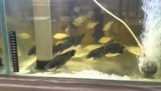 Oreochromis Mossambicus Tilapia Yong breeding group [upl. by Lesirg675]