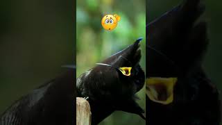 Black Sicklebill Cant Fight That Feeling [upl. by Ajdan321]