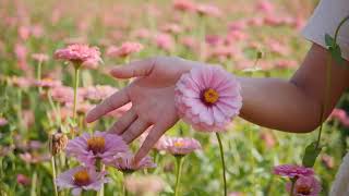 Flower status song  flower Hindi song video [upl. by Doralin641]