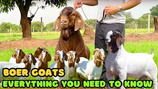 Boer Goats Breed  Everything You Need To Know  Goat Raising Tips [upl. by Lodie]