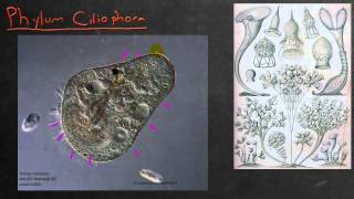 Biology in 4 Minutes  Chromista and Ciliophora [upl. by Effy323]