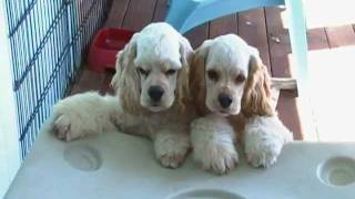 Light golden buff Cocker Spaniels 4 months old [upl. by Aldon]