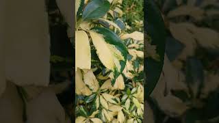 Dwarf umbrella tree Schefflera arboricola nature relaxingmusic shortvideo plants 😌 [upl. by Hnahk196]