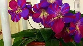 Streptocarpus Стрептокарпус [upl. by Leontyne]