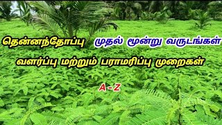 தென்னை மரத்திற்கு இயற்கை முறையில் உரம்  Organic Fertilizer for coconut tree  Tamil [upl. by Cindi]