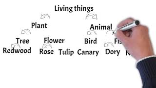 Collins and Quillians Hierarchical Model [upl. by Aleras]