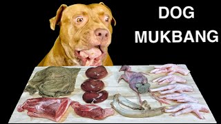 ASMR MUKBANG Pitbull Eating Raw Foods Sheep kidney Quail Chicken feet Pork ribs Omasum Lamb [upl. by Ruprecht451]