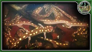 100 Spotted Salamanders in a Vernal Pool [upl. by Salohci]