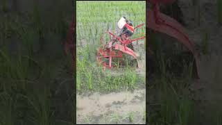 paddy weeder rs 13000 18000 21000 28000 35000 9787672239 melur madurai d TN india🇮🇳🙏1 [upl. by Nereen]