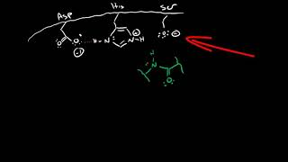 Serine Protease Mechanism [upl. by Crescint90]