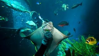 Swimming with the fishes at the Aquarium of the Pacific [upl. by Ahsaela]