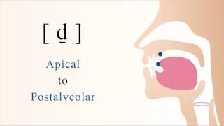 d̠  voiced unaspirated apical postalveolar stop [upl. by Tirma]