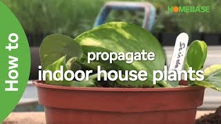 How To Propagate Indoor House Plants  Indoor Plants  Homebase [upl. by Ori776]