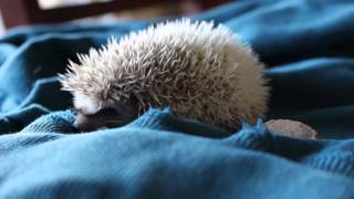 Baby Hedgehog Squeaks [upl. by Westfahl]