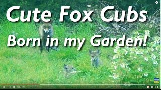 Fox Cubs Born in my Garden [upl. by Paulie]