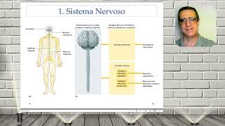 Aula 01 de Anatomia do Sistema Nervoso [upl. by Dorrehs]