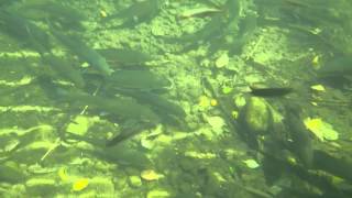 Fish in Satsop River [upl. by Ramor]