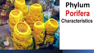 phylum Porifera Characteristics [upl. by Cirle]