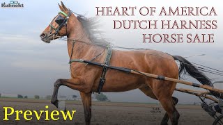 Previews amp Podcast for the Heart of America Dutch Harness Horse Sale [upl. by Cyndie5]