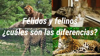 ¿cuáles son las diferencias entre félidos y felinos [upl. by Docila]