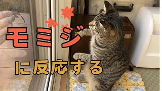 モミジに反応する猫のレモン はれときどきレモン [upl. by Terese]