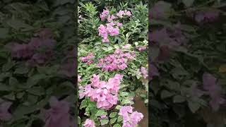 Bougainvillea Nyctaginaceae Adenium Apocynaceae trending ytshorts viralvideo [upl. by Florina]