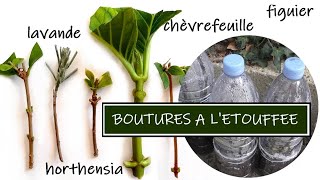 BOUTURER DES PLANTES  BOUTURAGE A LETOUFFEE [upl. by Baer]