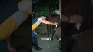 TEAM HELP LOVE CARE🐮🤗 Treatment of cow horn newsong trending help cowhorn cowvideos cowhelp [upl. by Gerdy]