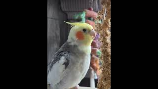 Cockatiels Chirp Signalling❤️👍❤️👍❤️ ok Got It👍🥹❤️ asmr nature pickNgift [upl. by Ellennod]