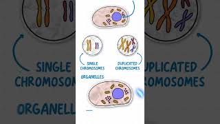 GCSE Biology  Mitosis amp The Cell Cycle in 60 Seconds [upl. by Axel]