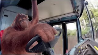 Famous Orangutan Driving a Bus [upl. by Ylrebnik113]