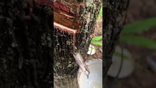 Extracting natural rubber from the rubber tree [upl. by Ettevol736]