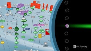 How to Characterize Immune Responses With Flow Cytometry [upl. by Ragg]