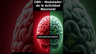 🌿 CBD como Modulador de la Actividad Neuronal 🧠✨ [upl. by Isied950]