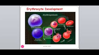 lecture 3 Erythropoiesis part 1 [upl. by Nellahs]