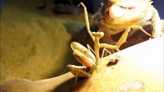 Bearded Dragon vs Praying Mantis [upl. by Irbmac]