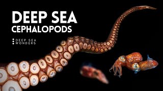 The Unique Biology of Cephalopods [upl. by Kendre]