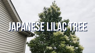 Japanese Lilac Tree [upl. by Atinauq616]