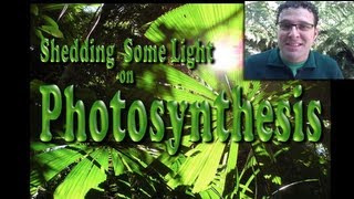 Shedding light on photosynthesis [upl. by Acinej]